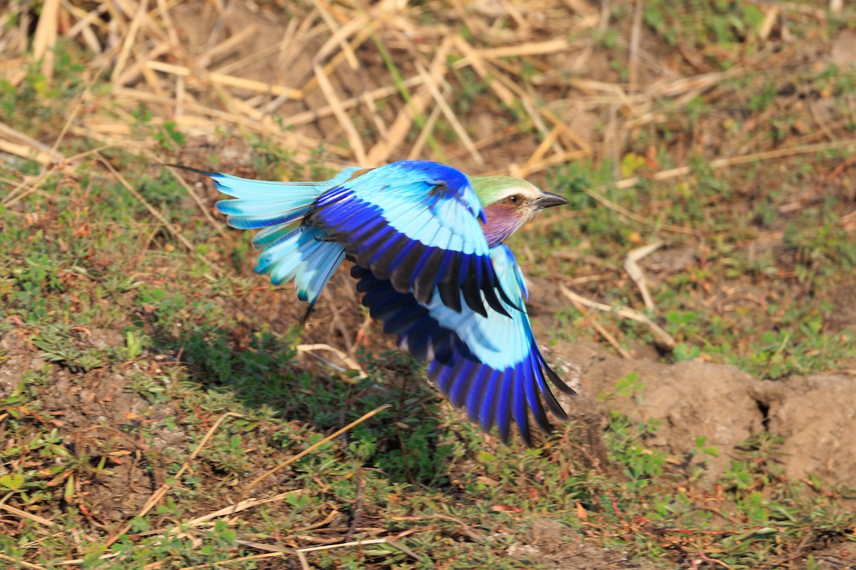 ライラックニシブッポウソウ（caudatus） - ML641154485