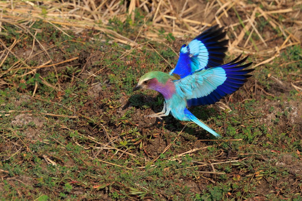 ライラックニシブッポウソウ（caudatus） - ML641154486