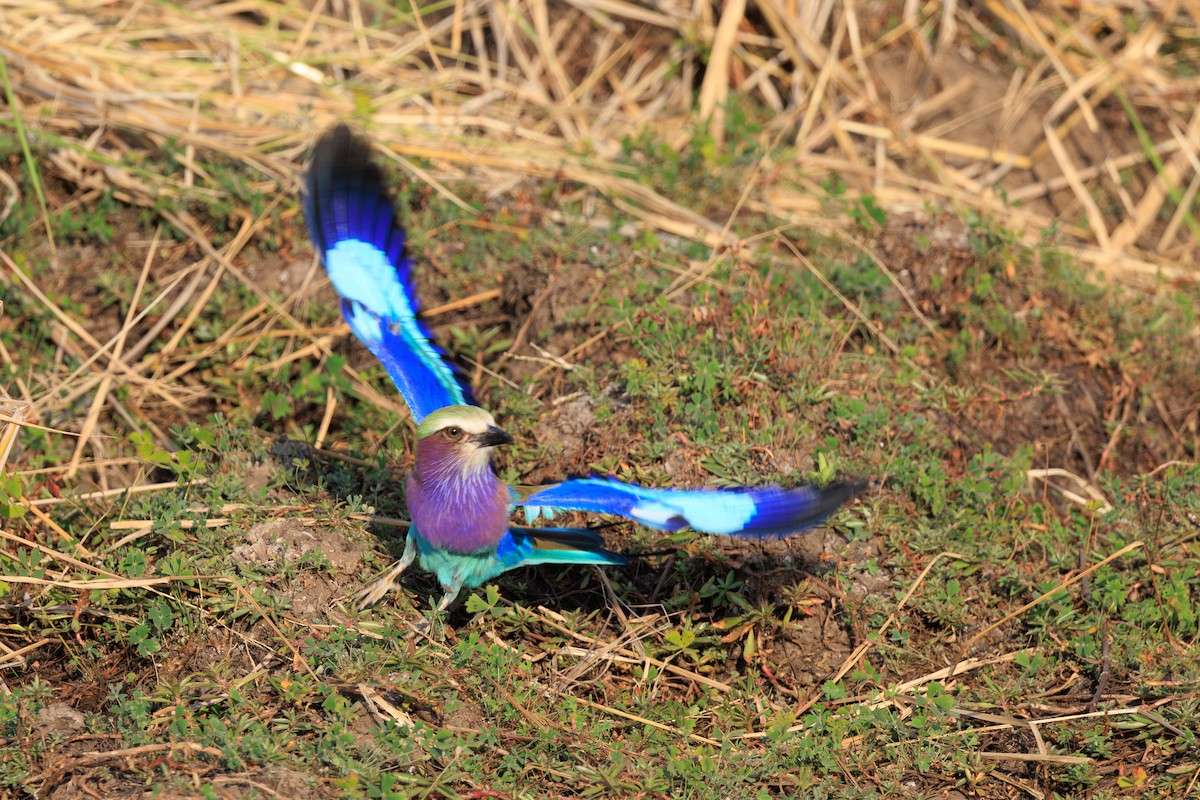 ライラックニシブッポウソウ（caudatus） - ML641154491