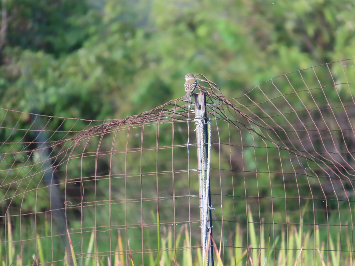 Least Flycatcher - ML641154497
