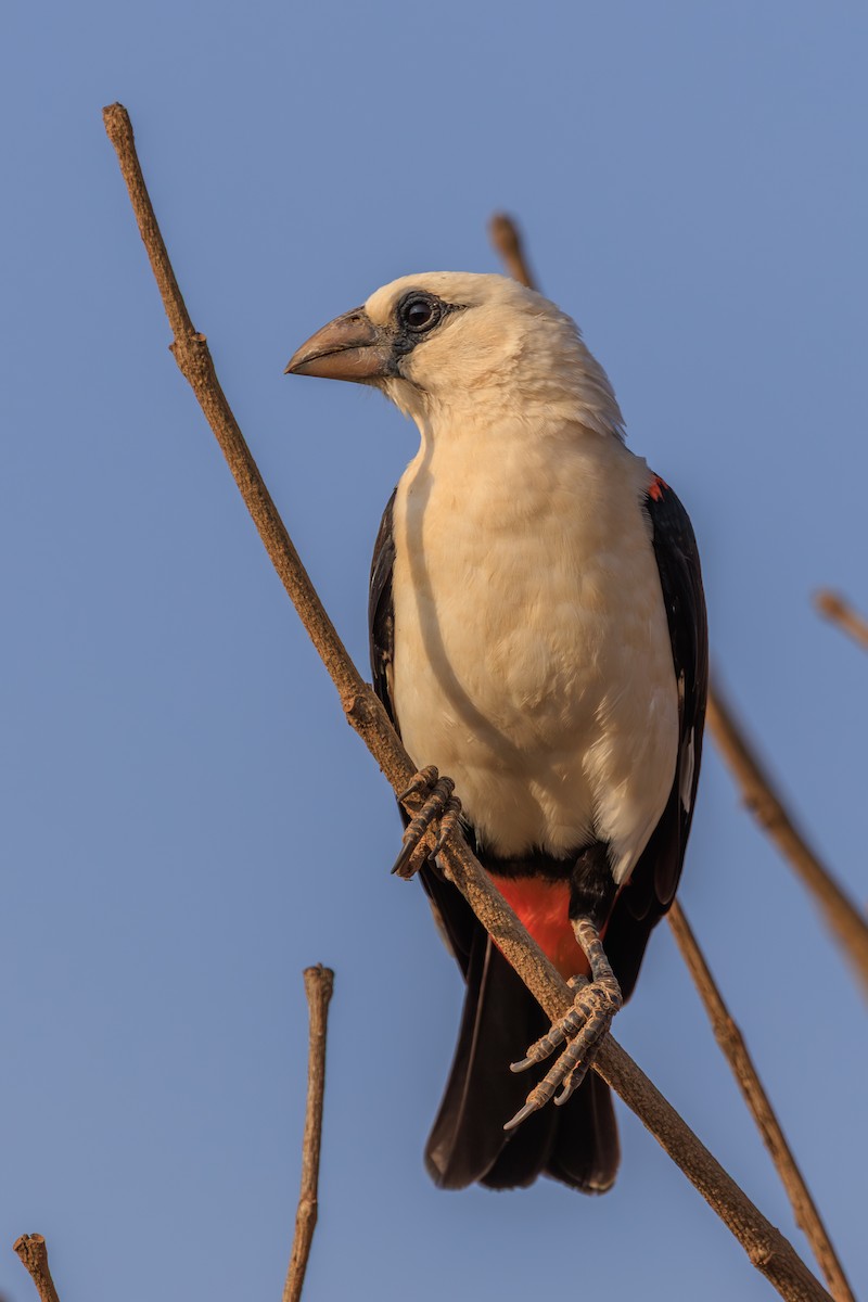 White-headed Buffalo-Weaver - ML641154501