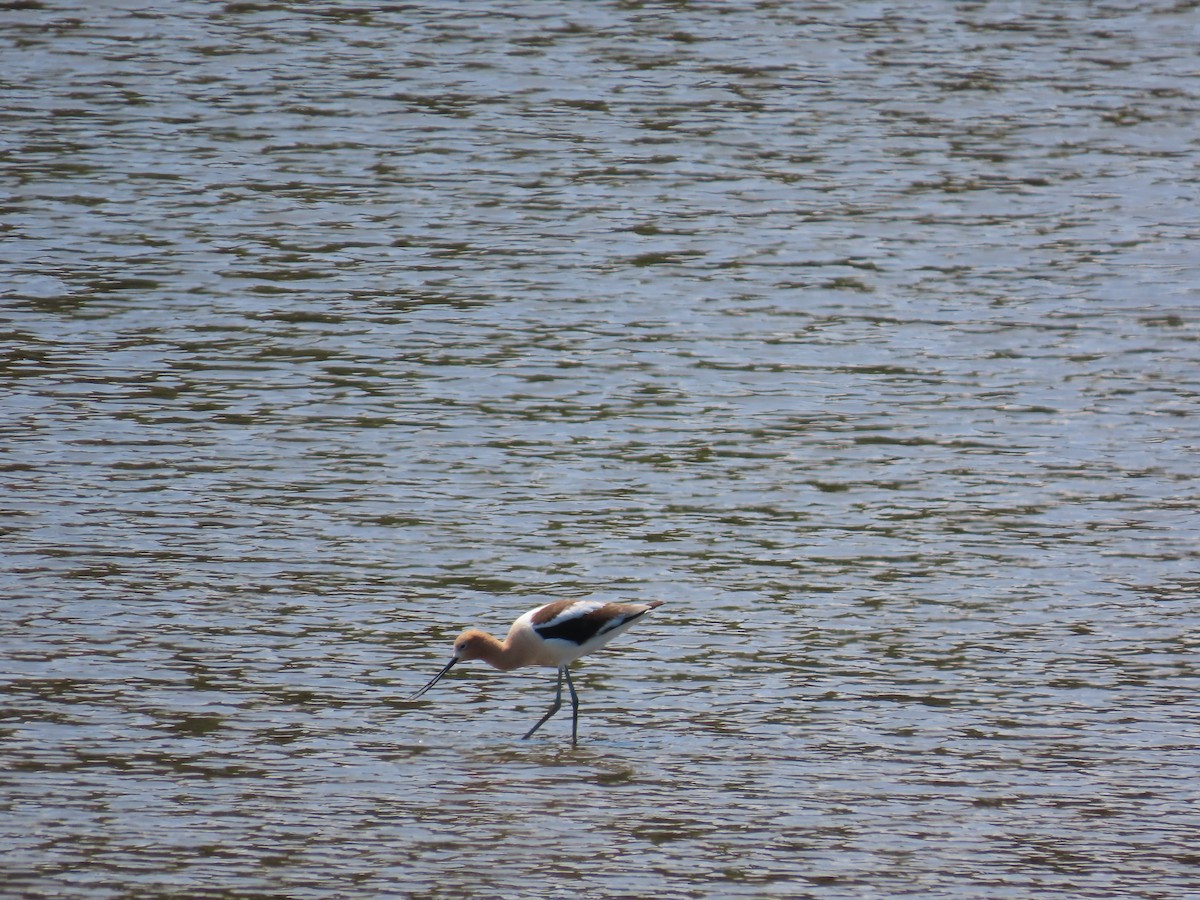 American Avocet - ML641154504