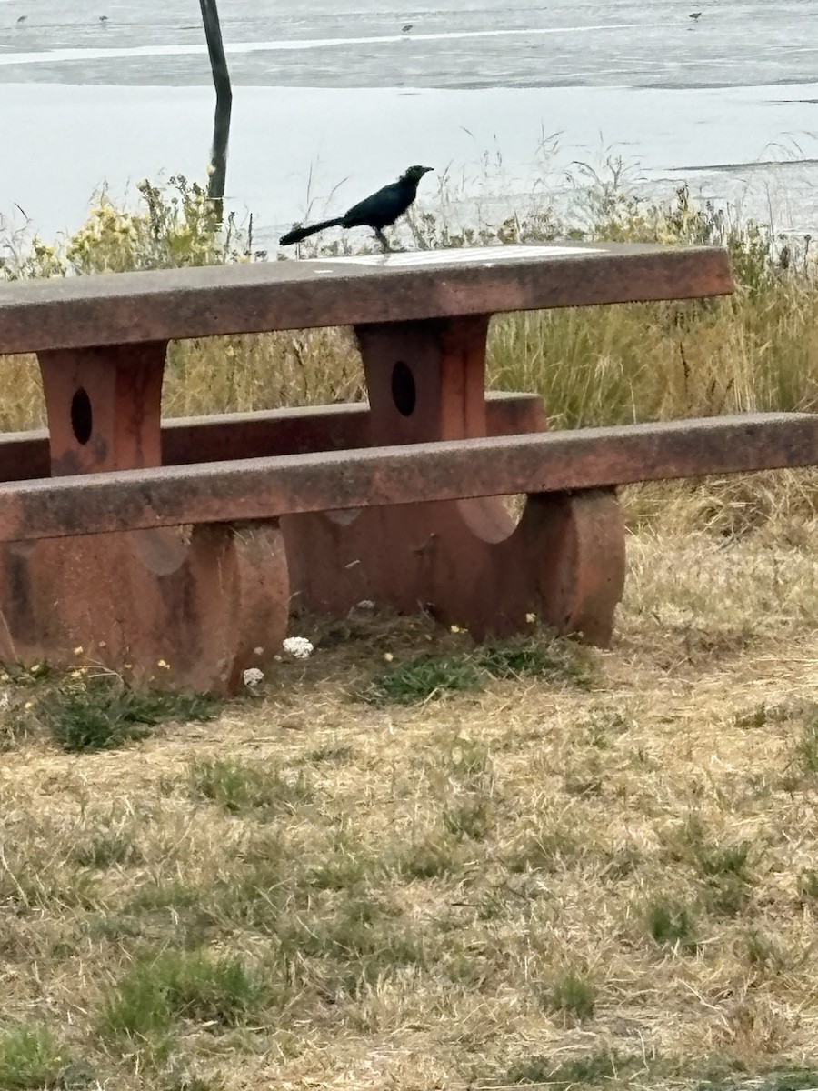 Great-tailed Grackle - ML641154506