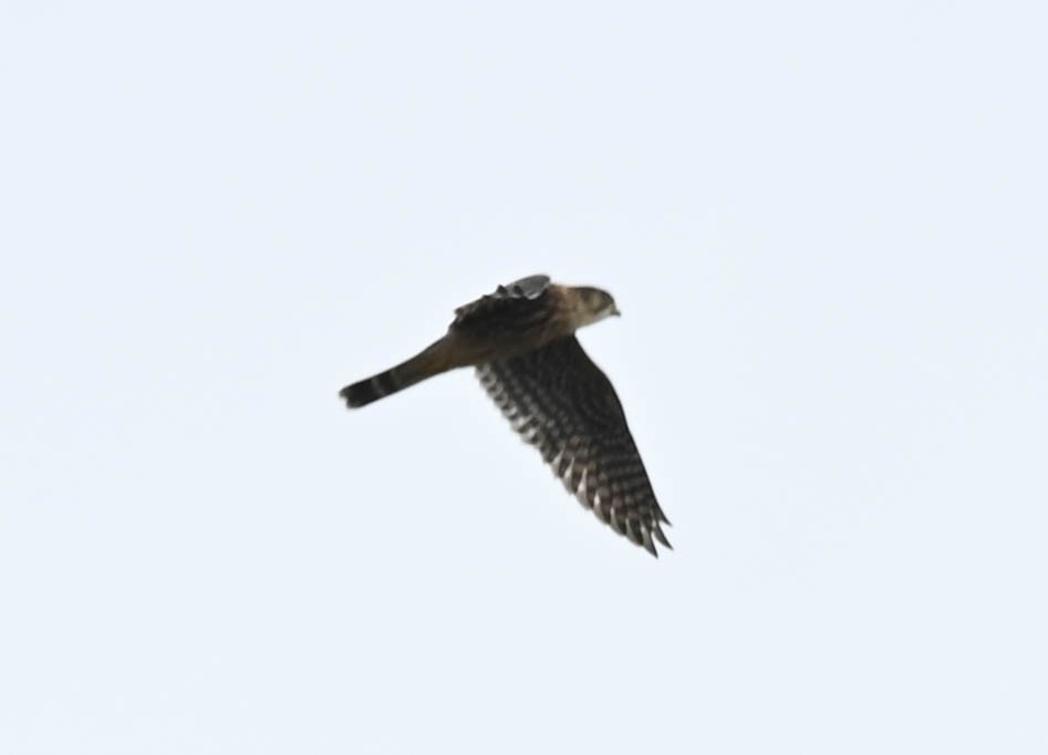 Merlin - ML641154508