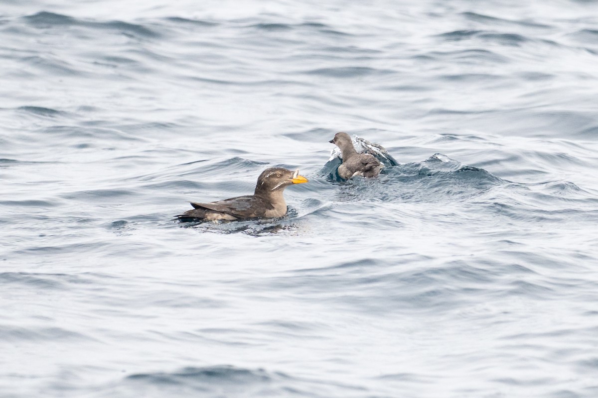 Rhinoceros Auklet - ML641154510