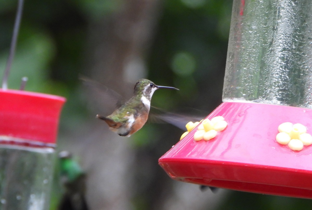 Black-throated Mango - ML641154529