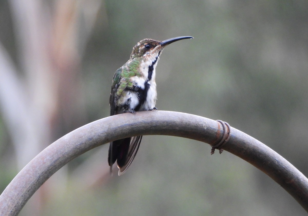 Black-throated Mango - ML641154531
