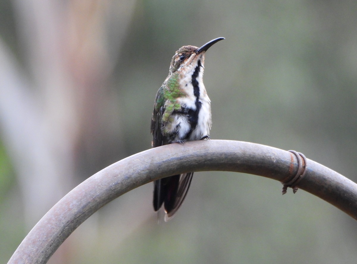 Black-throated Mango - ML641154533