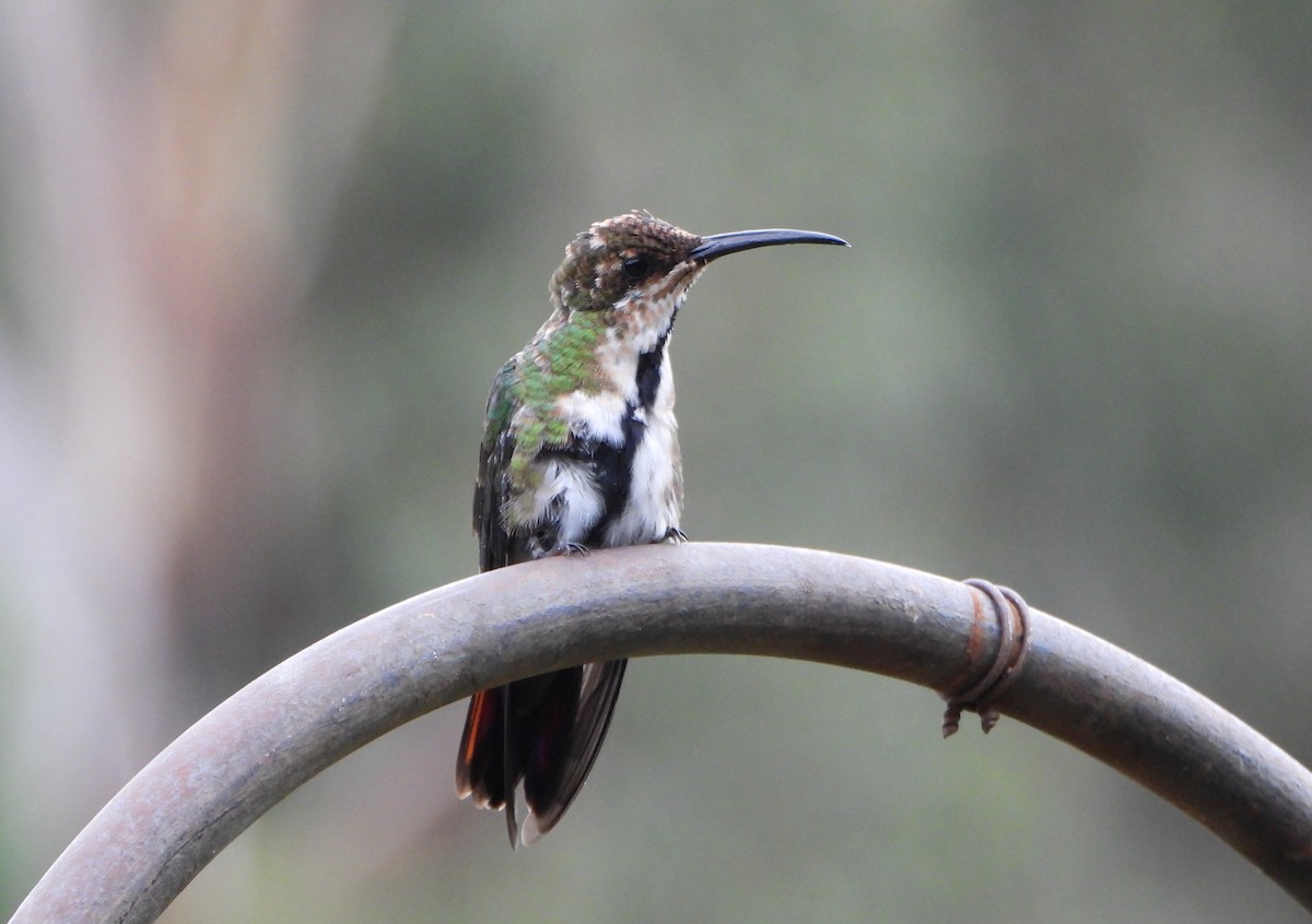 Black-throated Mango - ML641154534