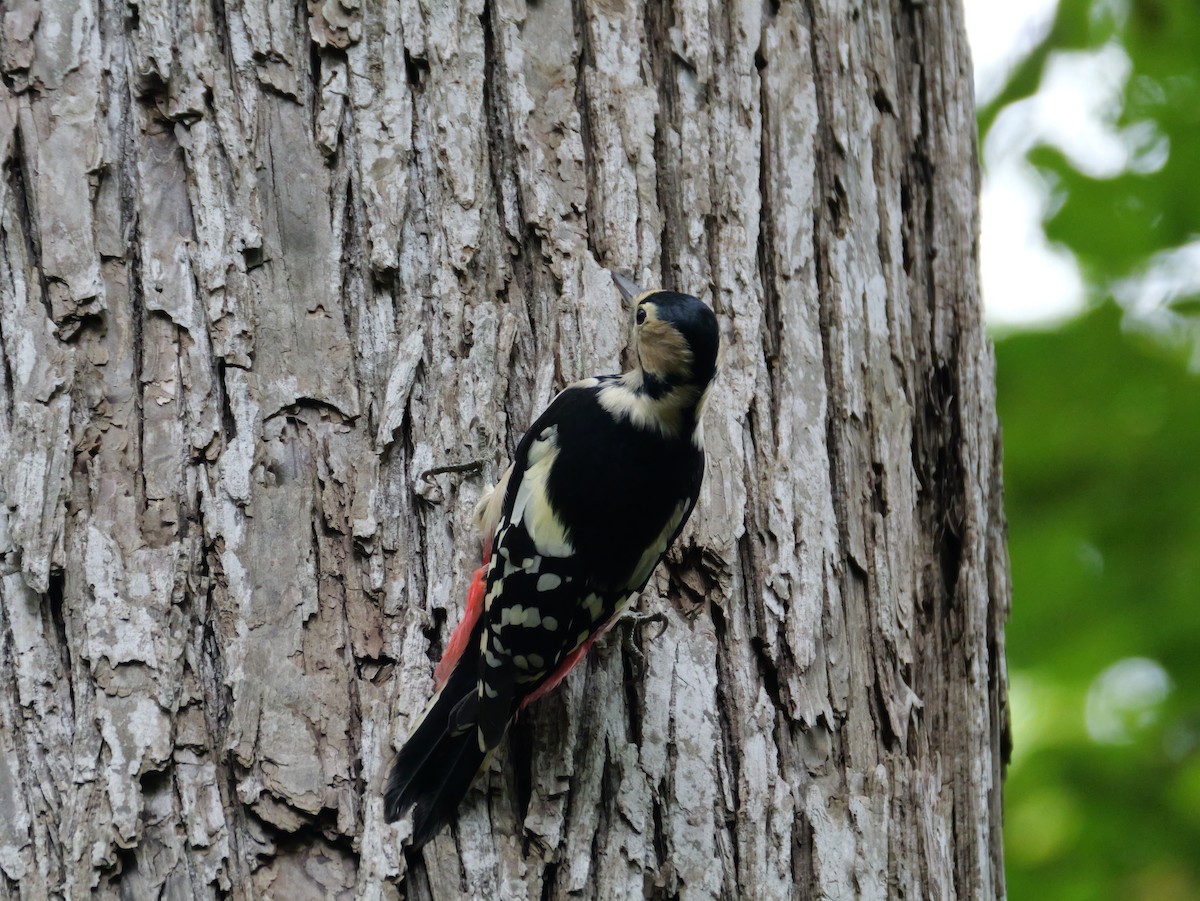 Great Spotted Woodpecker - ML641154542