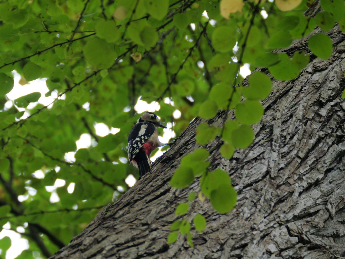 Great Spotted Woodpecker - ML641154543