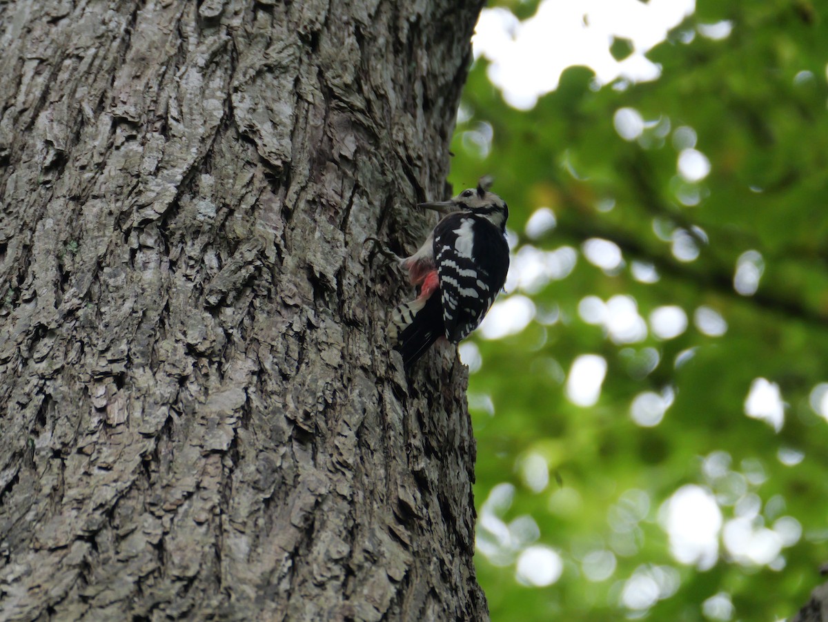 Great Spotted Woodpecker - ML641154544