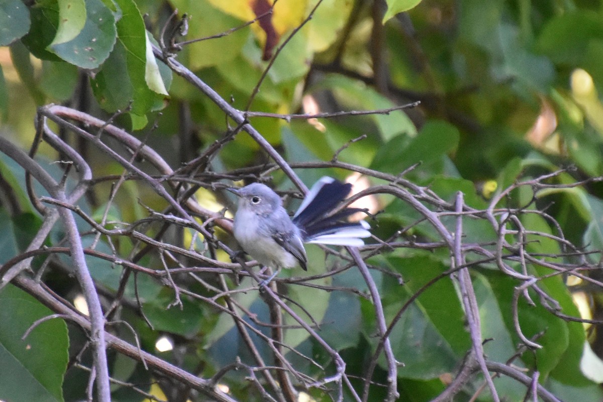Blue-gray Gnatcatcher - ML641154558