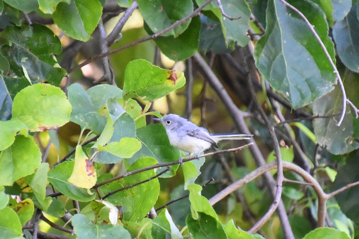 Blue-gray Gnatcatcher - ML641154559