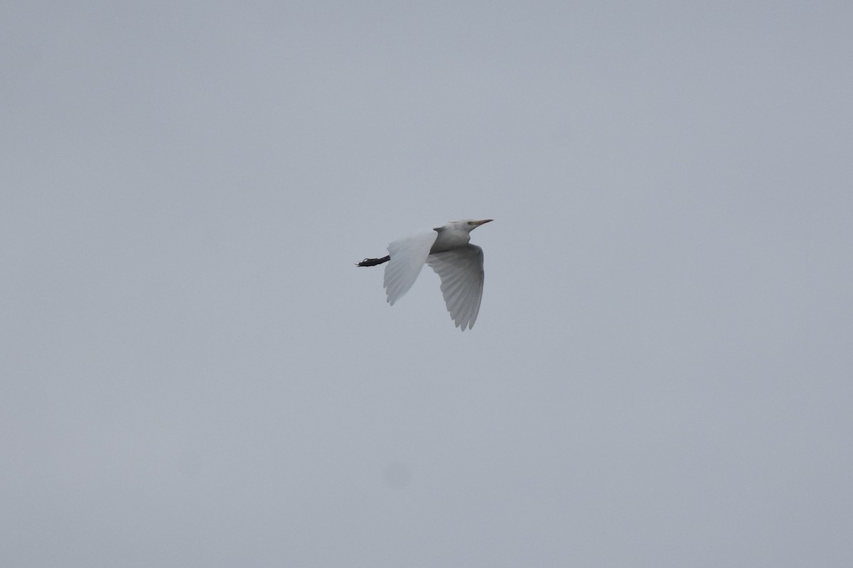 Western Cattle-Egret - ML641154562
