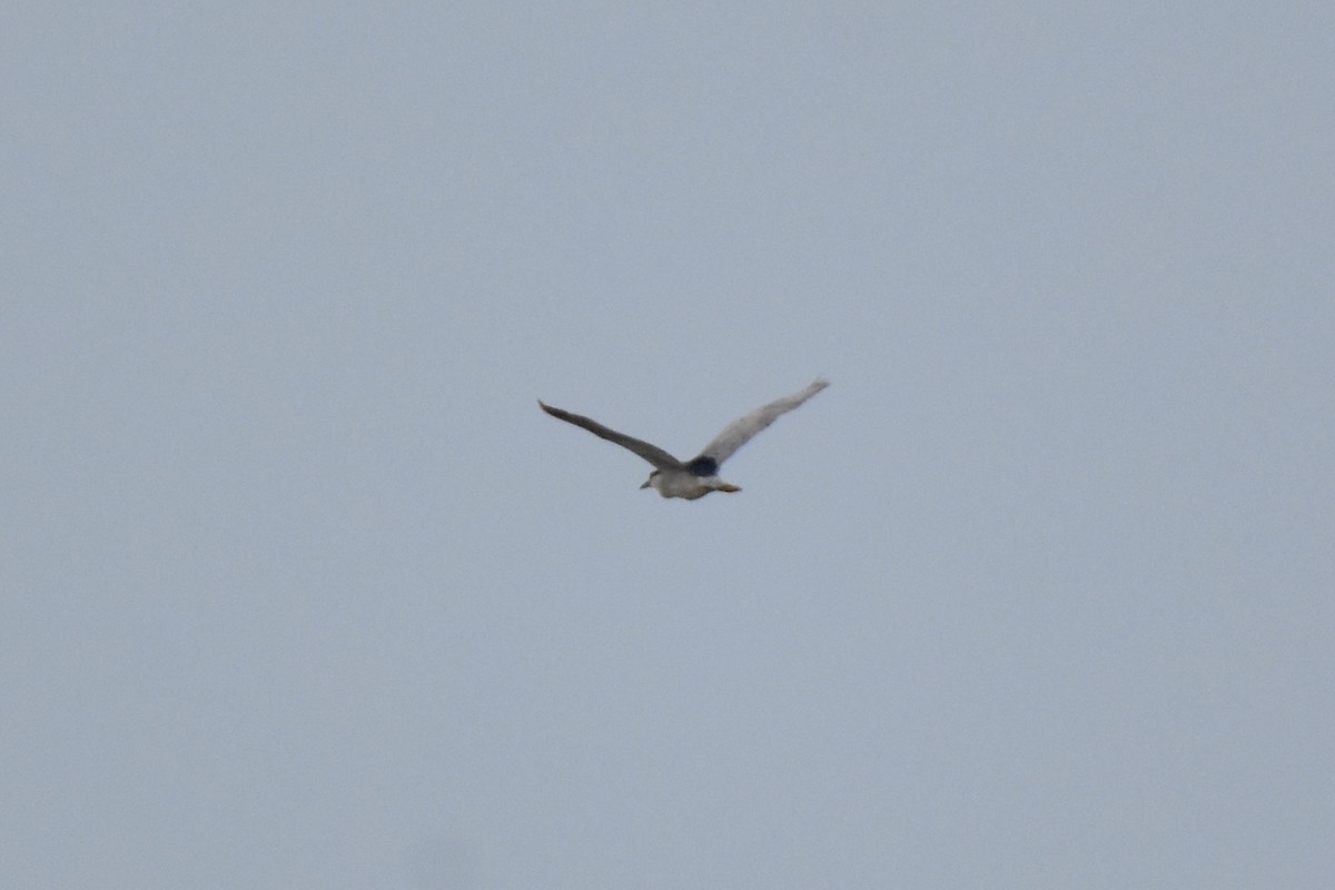 Black-crowned Night Heron - ML641154565
