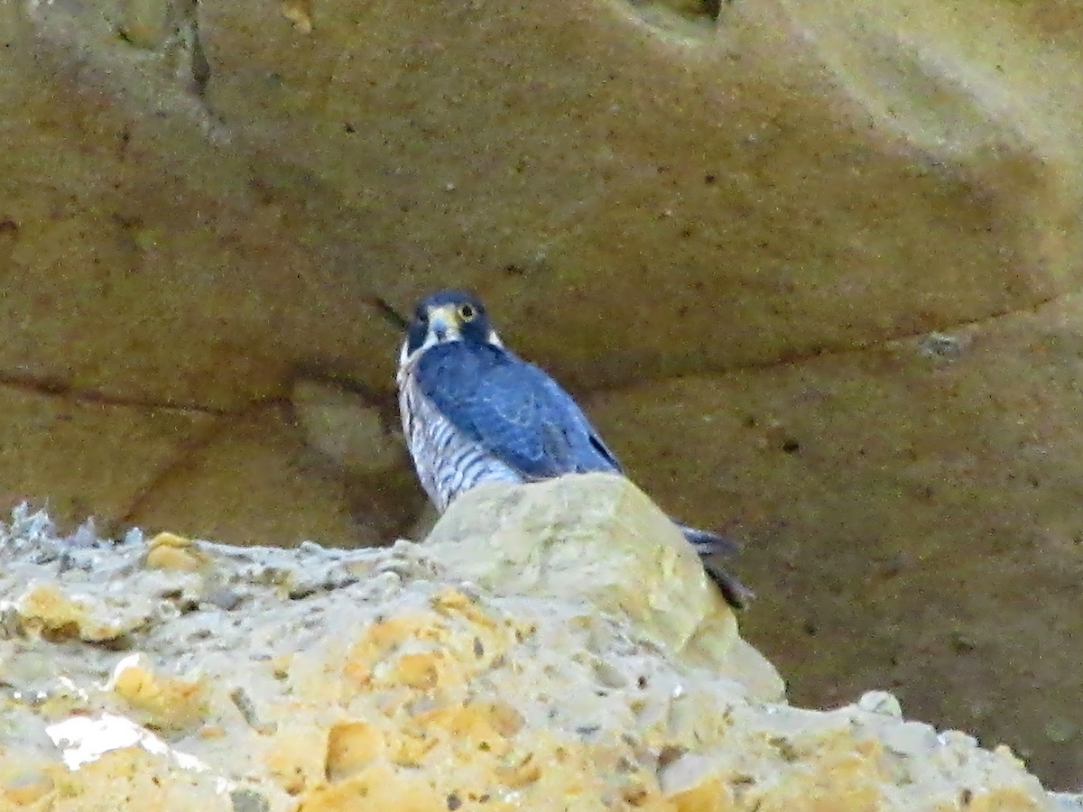 Peregrine Falcon - ML641154576
