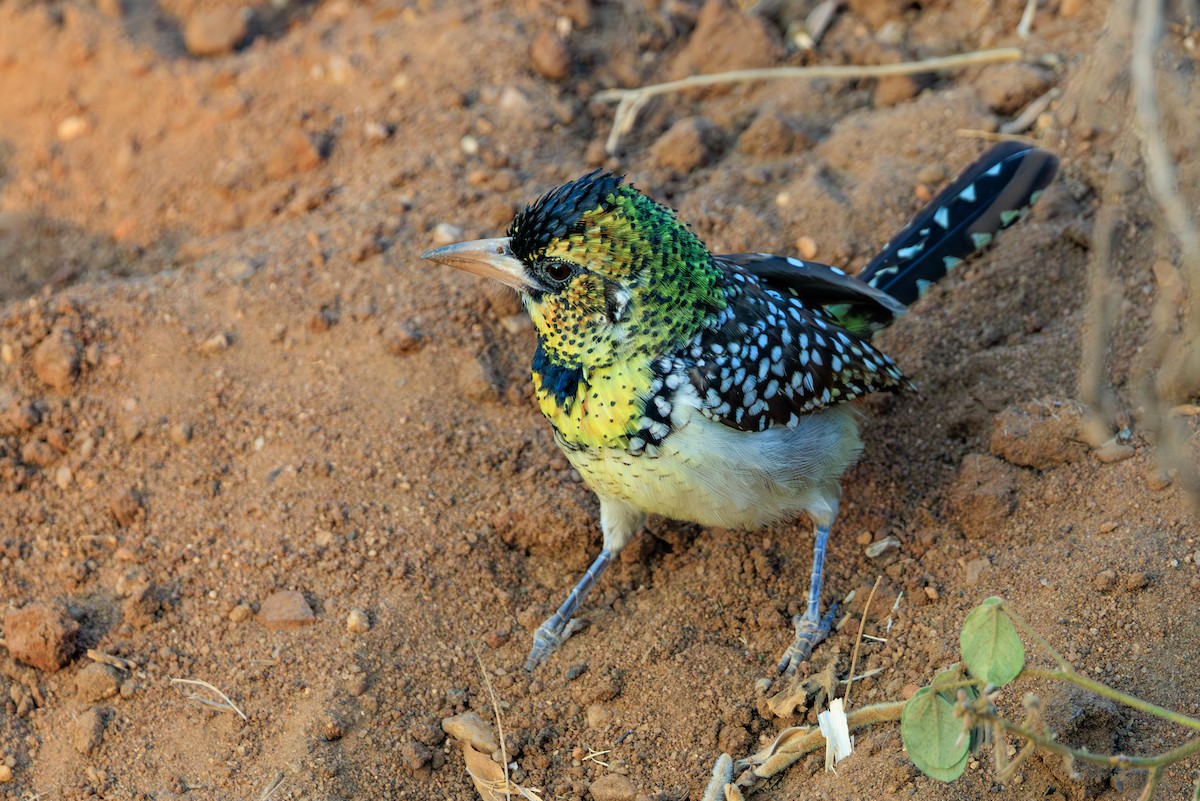 D'Arnaud's Barbet - ML641154581