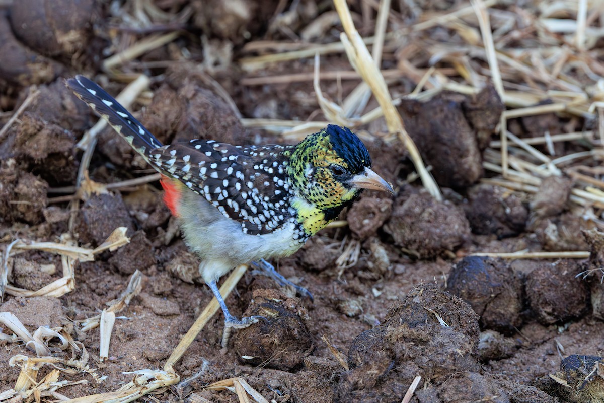 D'Arnaud's Barbet - ML641154582