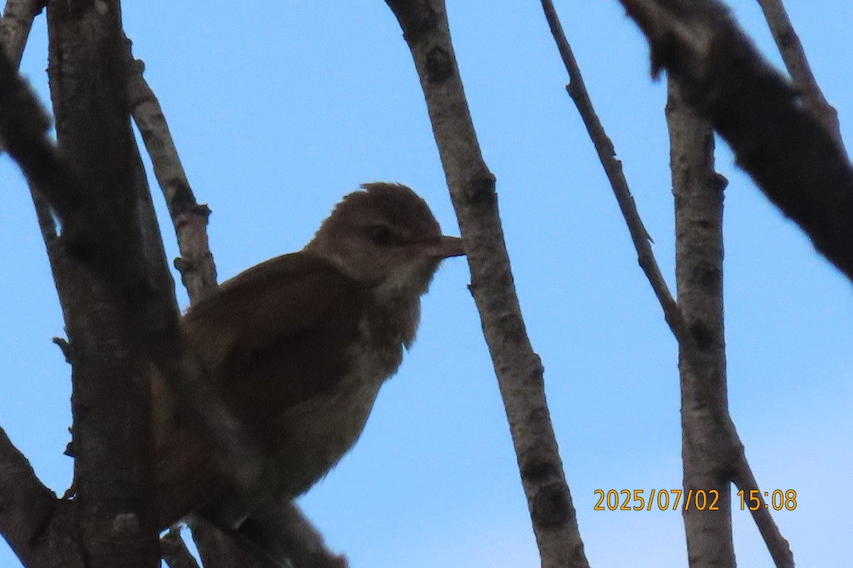 Oriental Reed Warbler - ML641154583