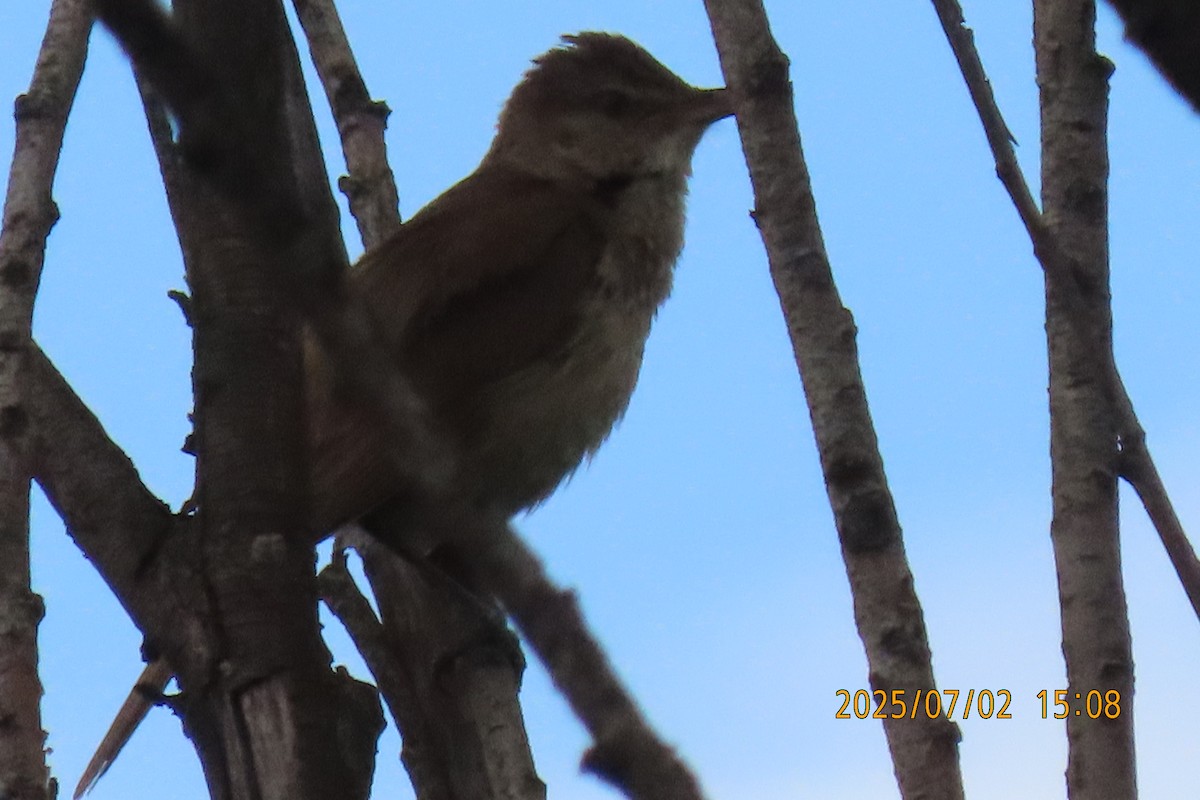Oriental Reed Warbler - ML641154584