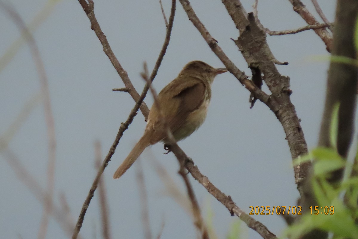 Oriental Reed Warbler - ML641154585