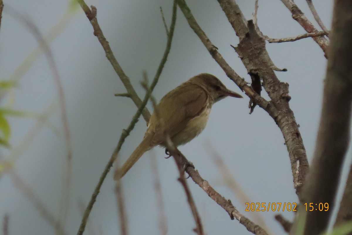 Oriental Reed Warbler - ML641154586