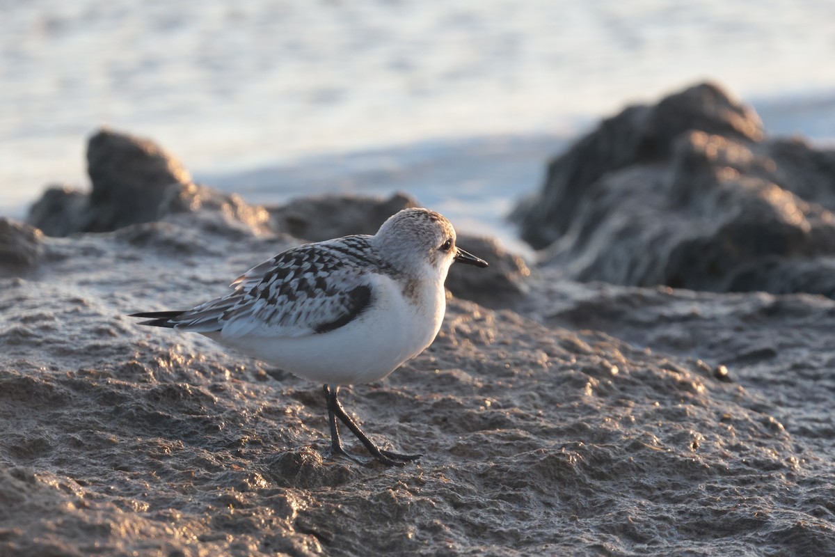 Sanderling - ML641154604
