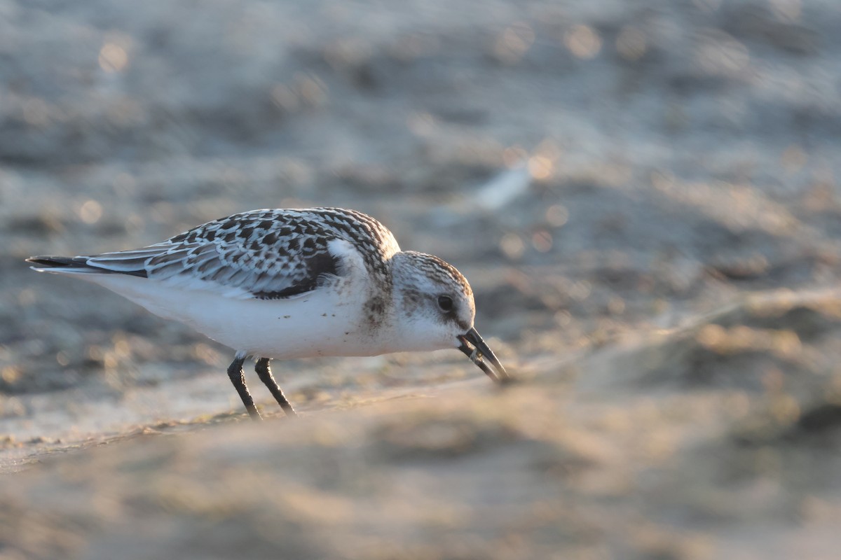 Sanderling - ML641154605