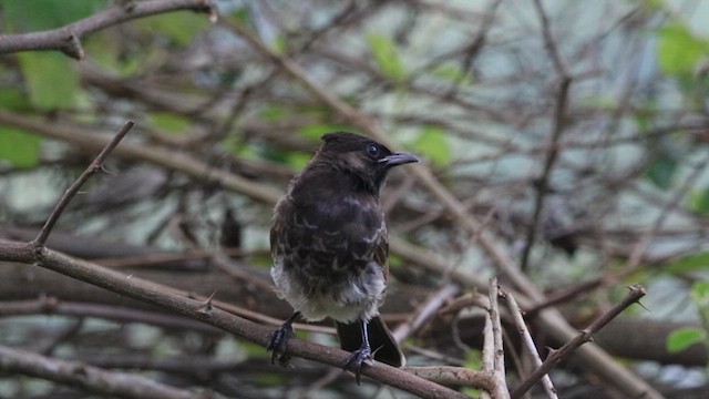 Red-vented Bulbul - ML641154606