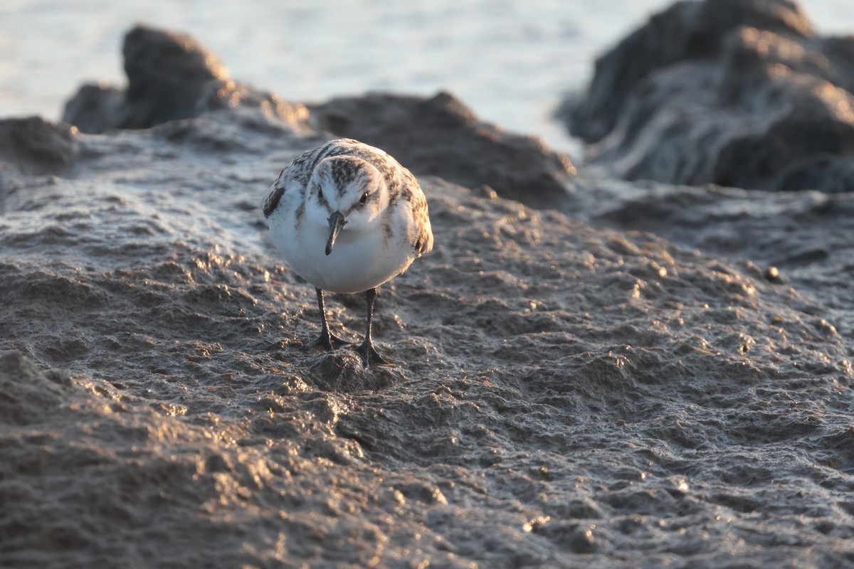 Sanderling - ML641154607