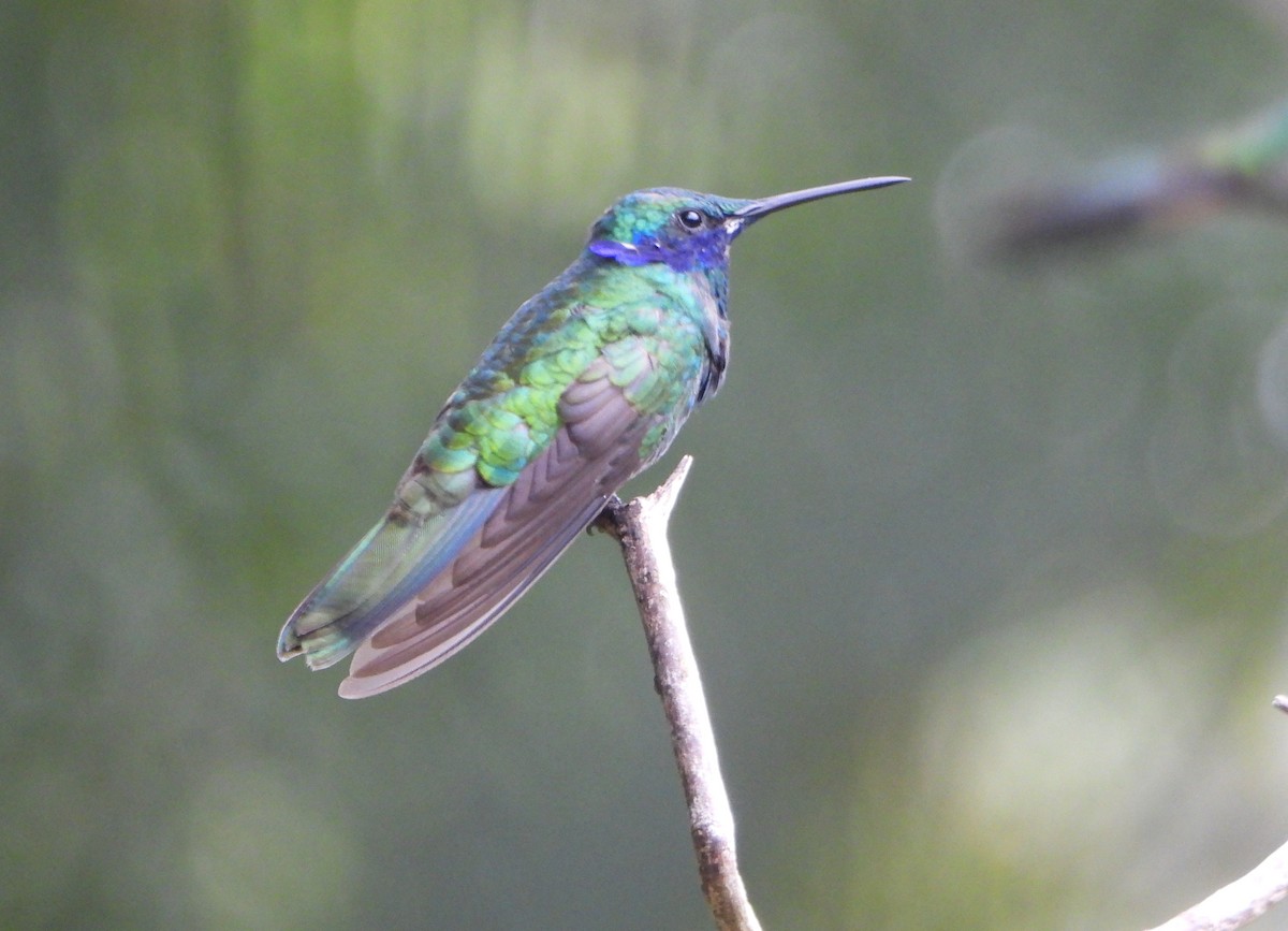 Sparkling Violetear - ML641154609