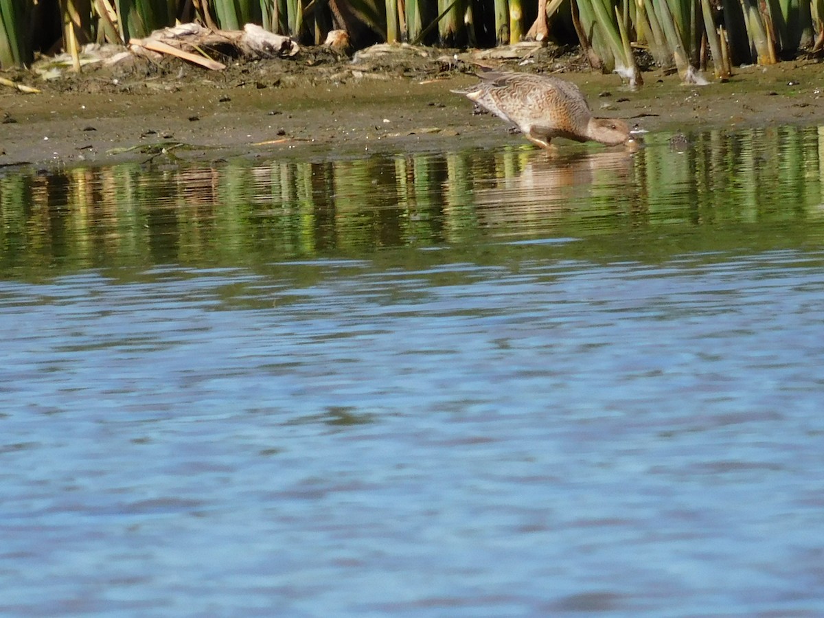 Green-winged Teal - ML641154619