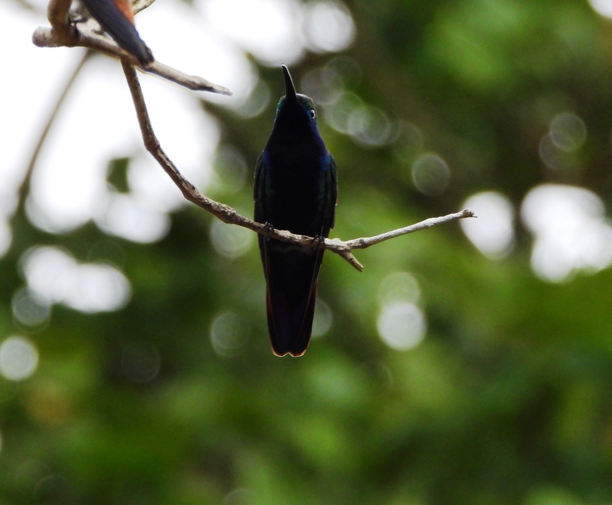 Black-throated Mango - ML641154626