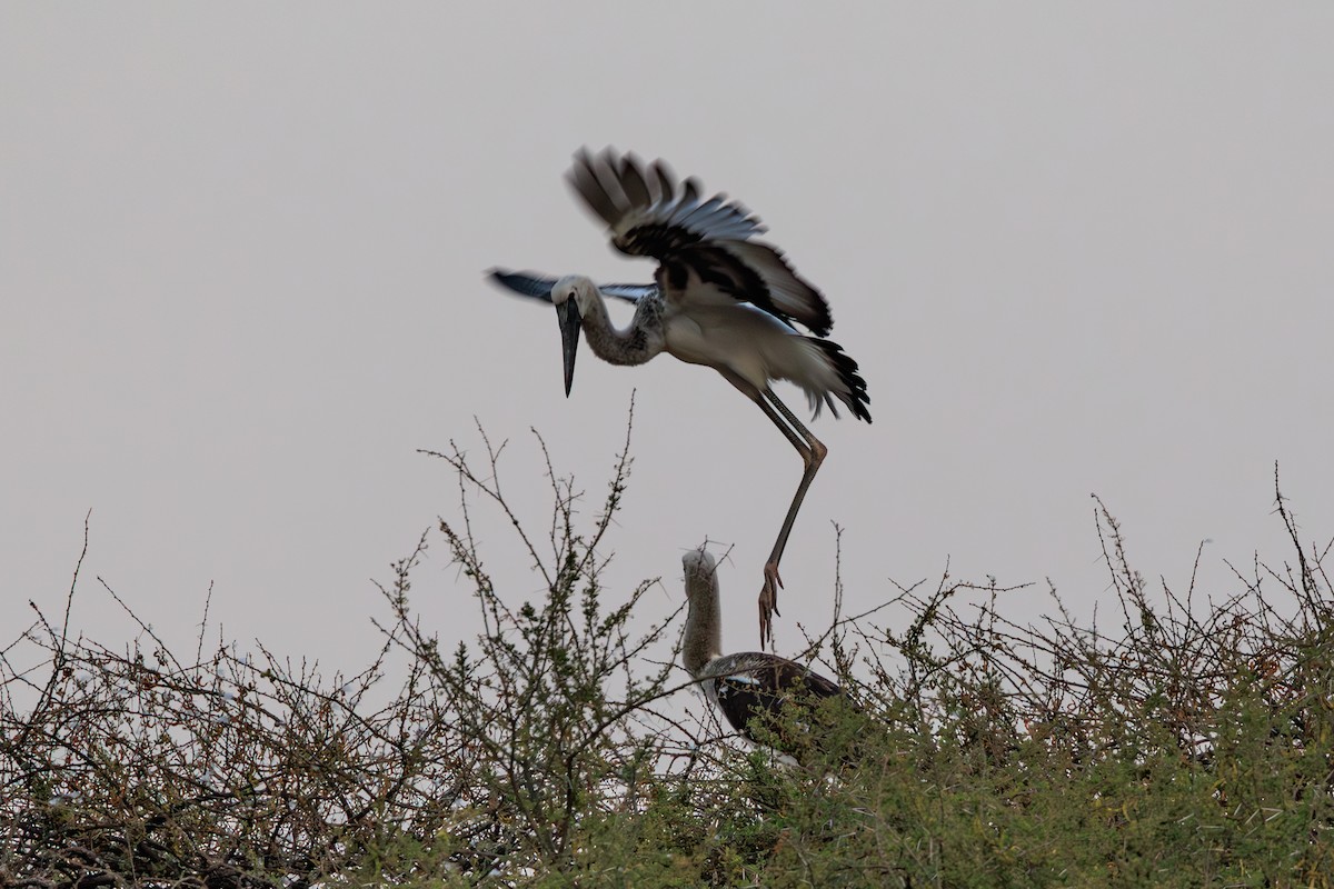 Saddle-billed Stork - ML641154627