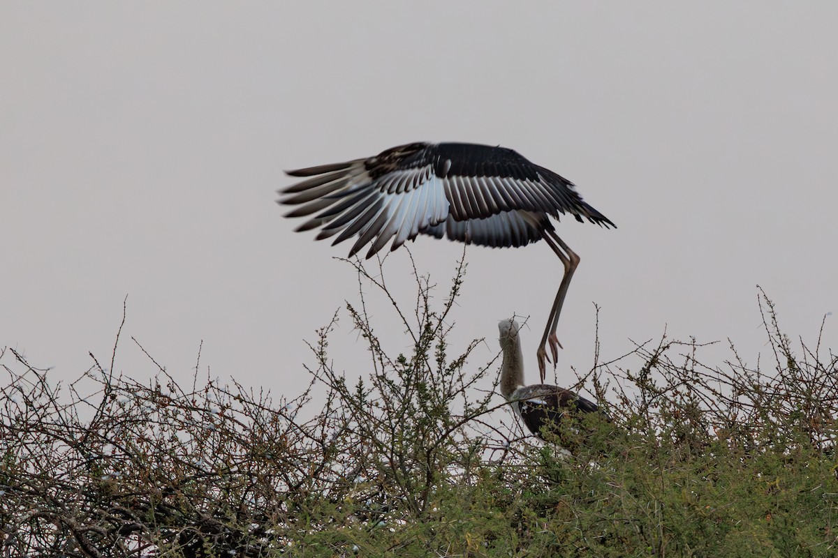 Saddle-billed Stork - ML641154628