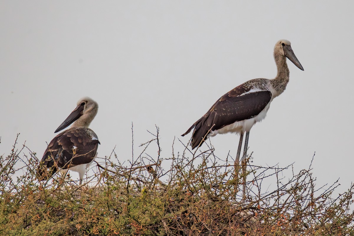 Saddle-billed Stork - ML641154629
