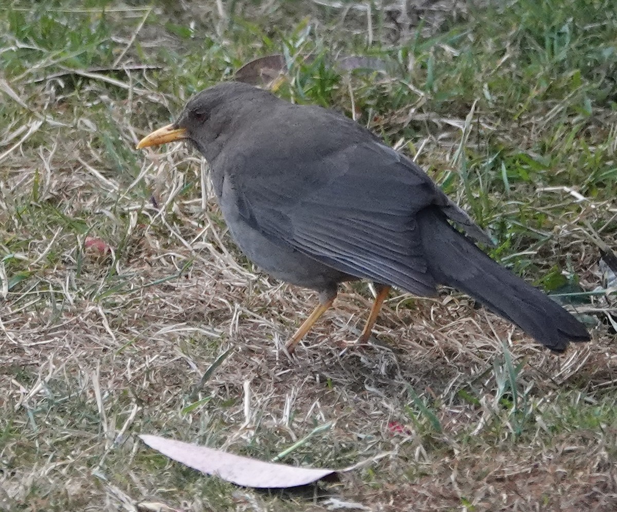 Chiguanco Thrush - ML641154630