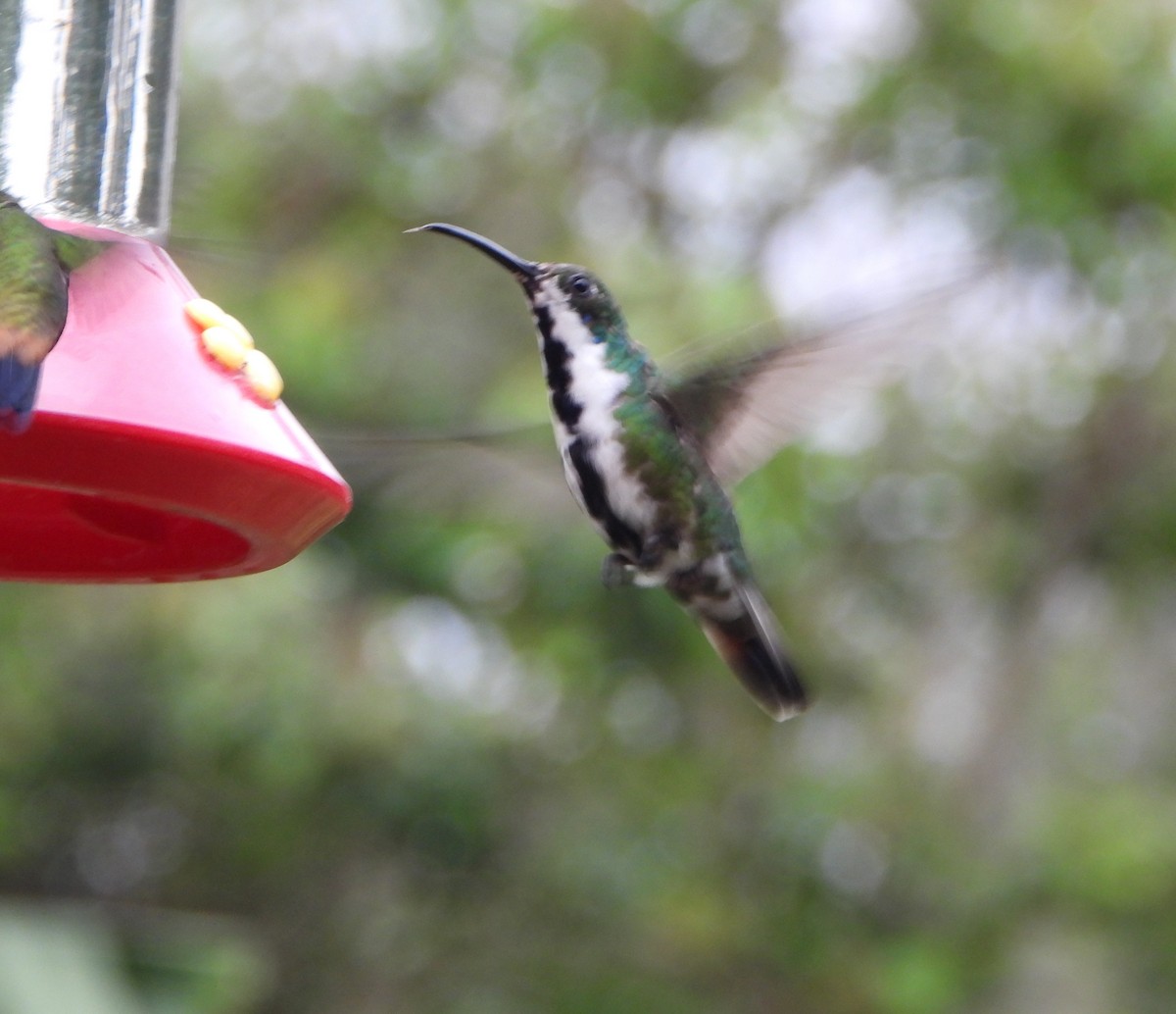 Black-throated Mango - ML641154633