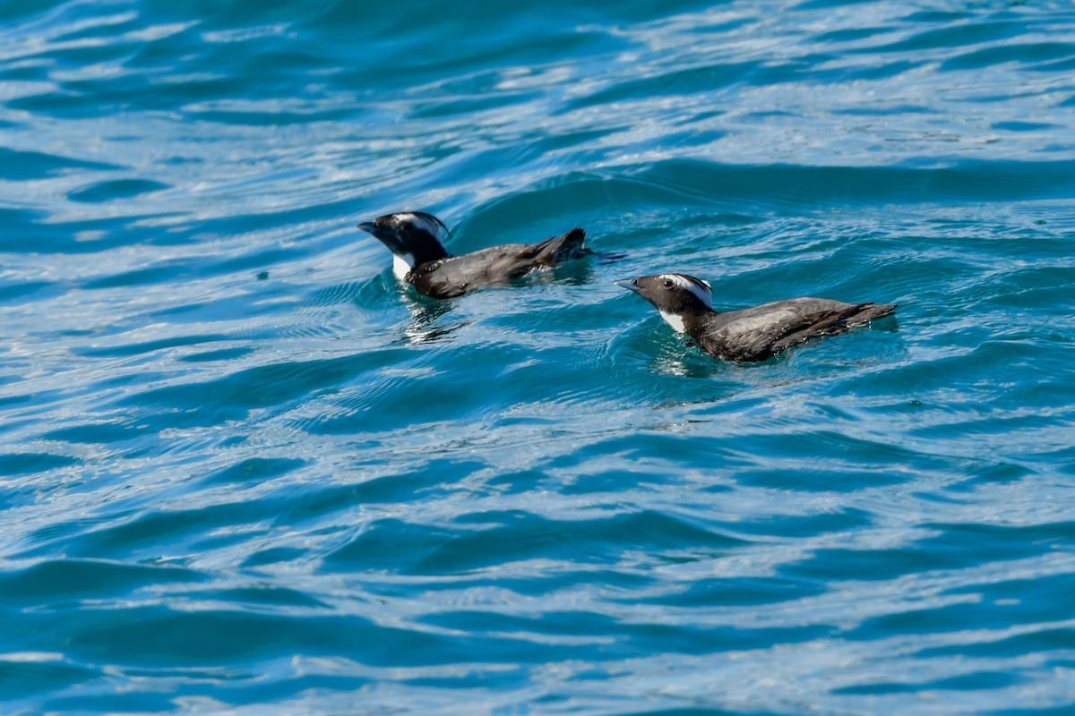 Japanese Murrelet - ML641154642
