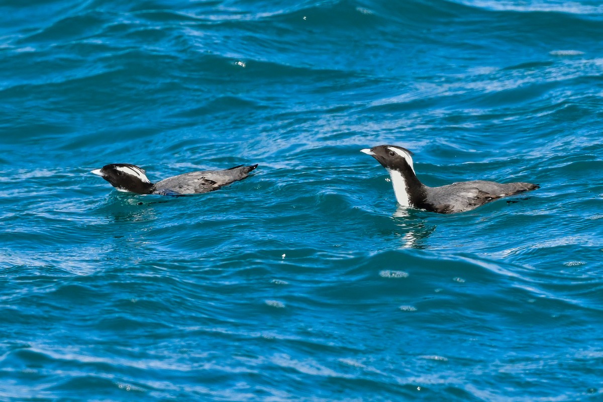 Japanese Murrelet - ML641154643