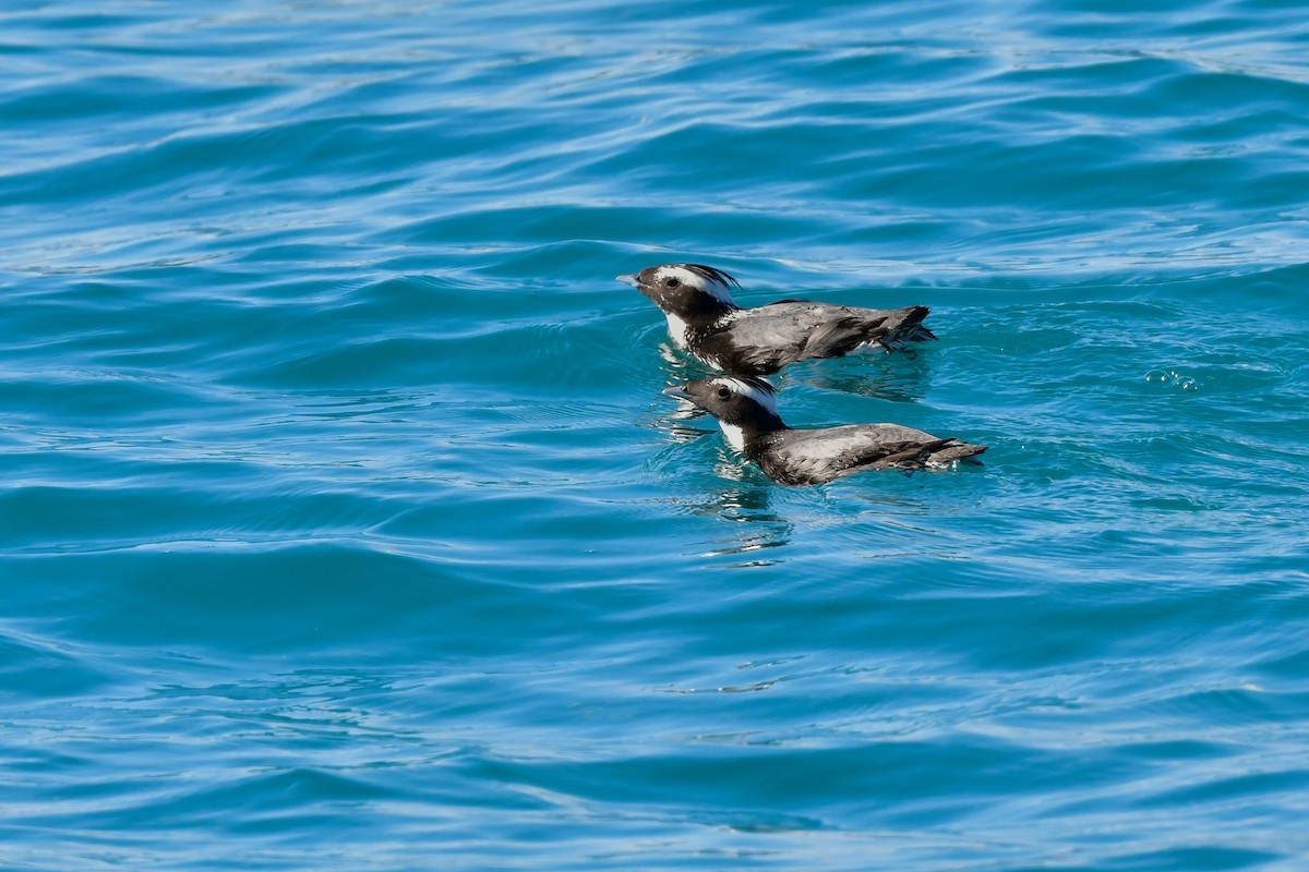 Japanese Murrelet - ML641154644