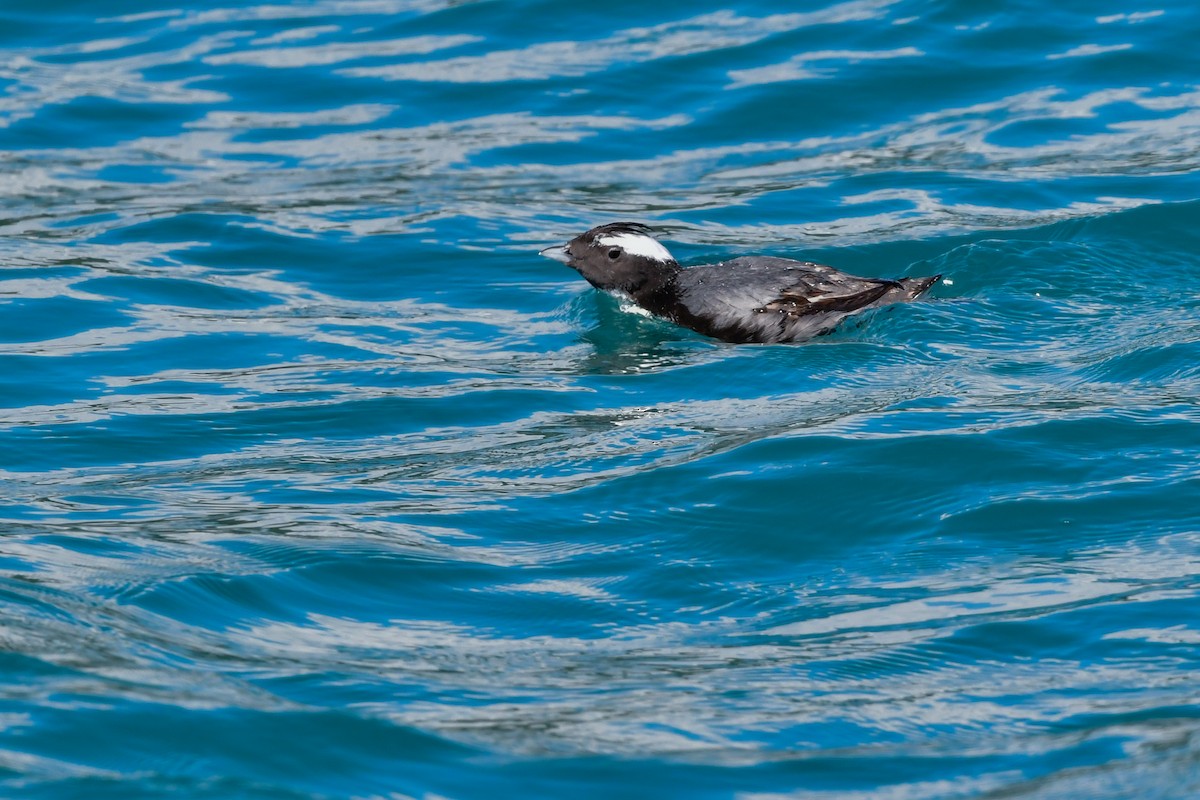 Japanese Murrelet - ML641154645