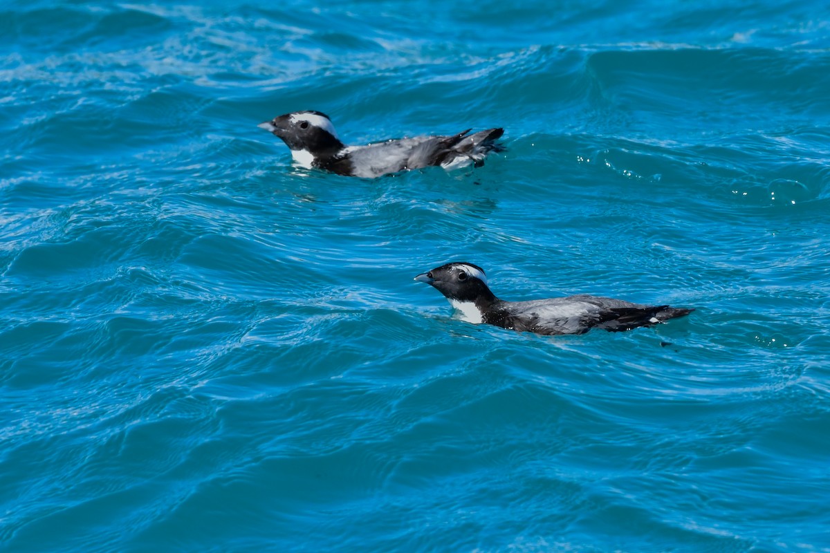 Japanese Murrelet - ML641154646