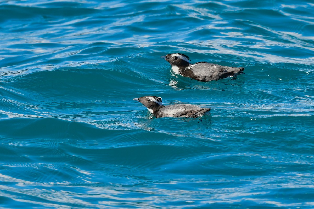 Japanese Murrelet - ML641154647