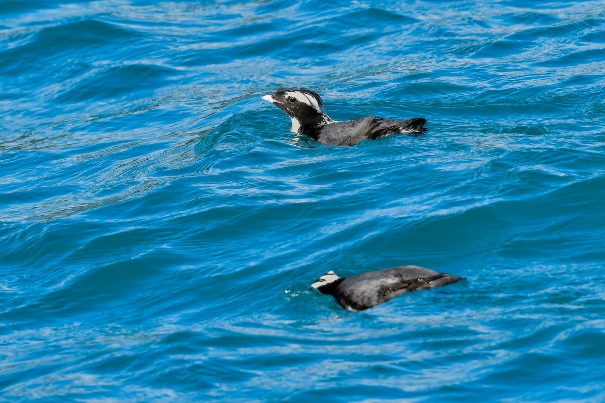 Japanese Murrelet - ML641154648