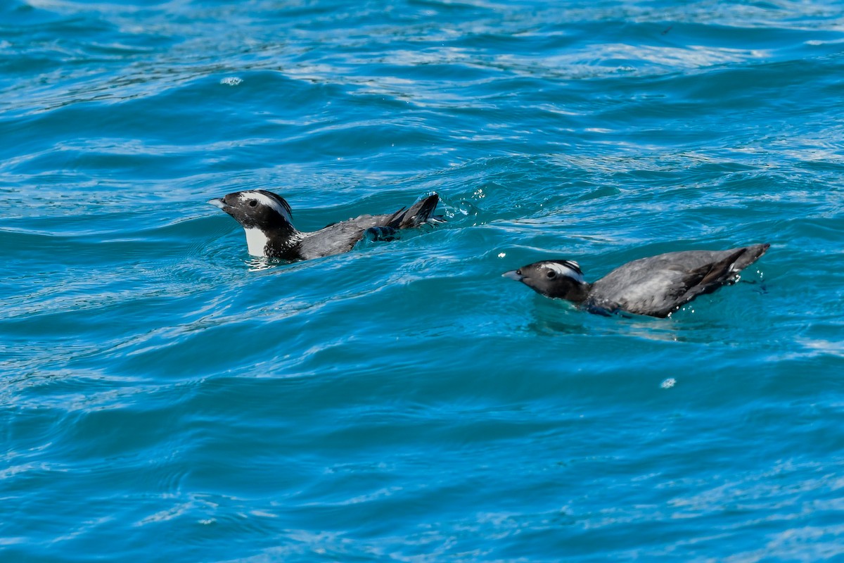 Japanese Murrelet - ML641154649