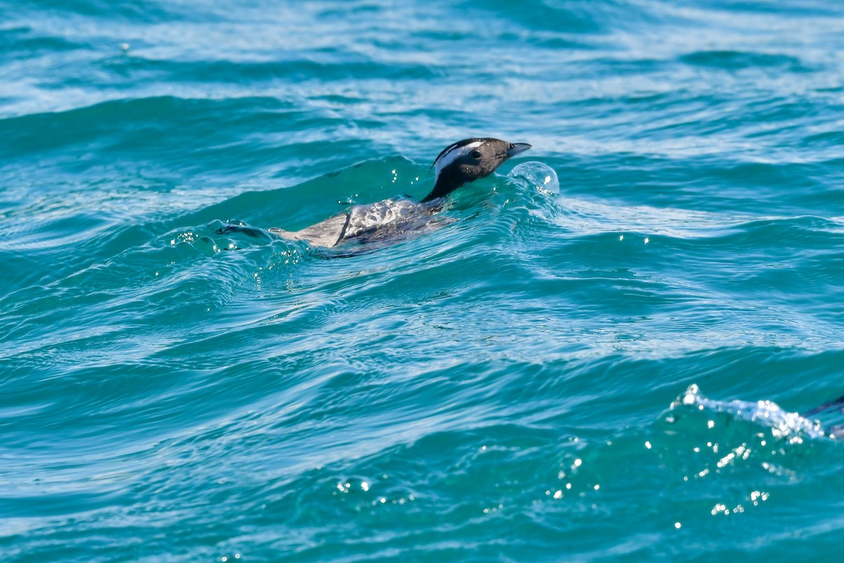 Japanese Murrelet - ML641154650