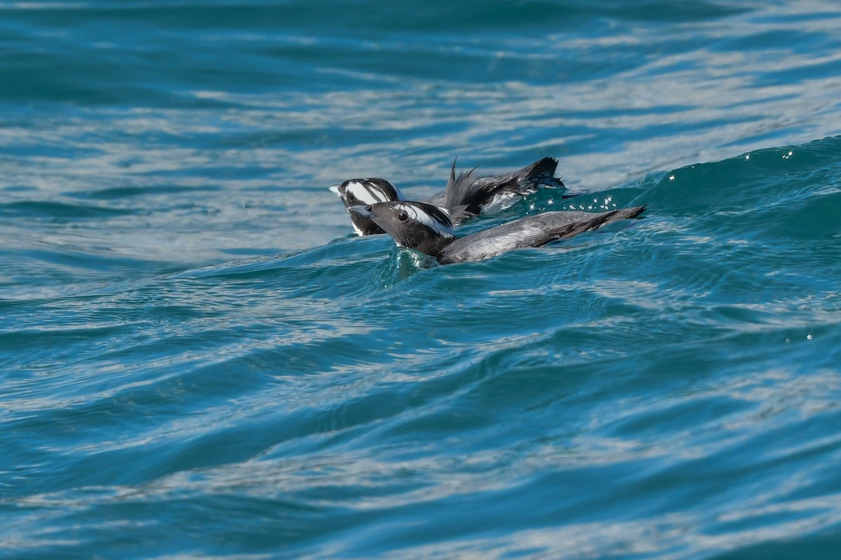 Japanese Murrelet - ML641154651