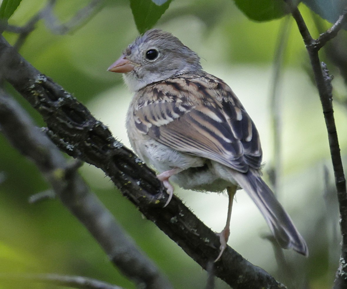 Field Sparrow - ML641154652